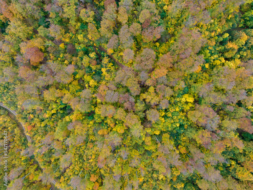 Luftaufnahme guter Herbstwald mit Wanderweg Luftaufnahme guter Herbstwald mit Wanderweg