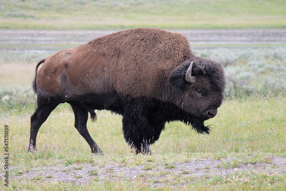 buffalo buffalo and sage