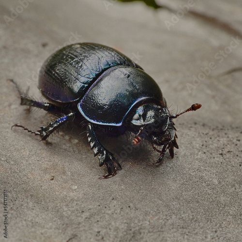 Dung beetle on the forest floor in autumn. © Adam