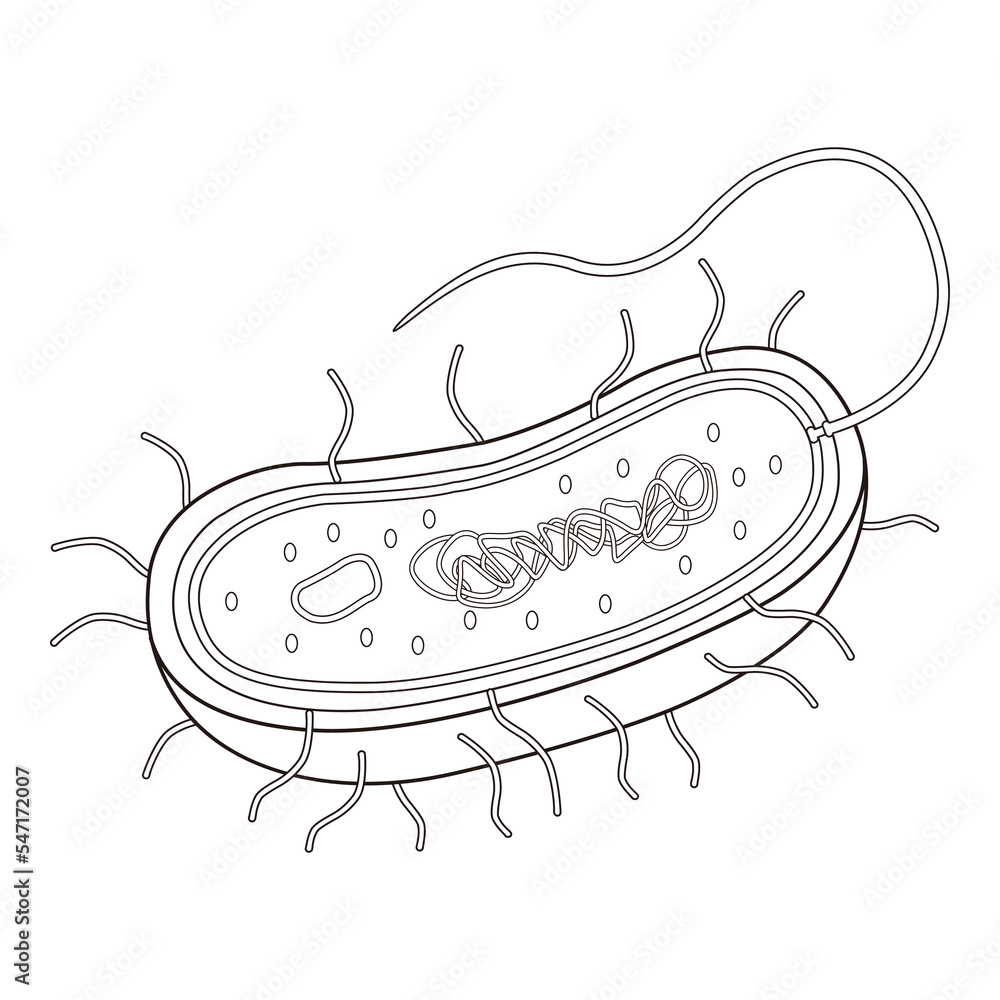Cell Prokaryotic cell Eukaryotic cell Animal cell Plant cell Prokaryotic cell Bacteria Dna Organism Amoeba Cell Prokaryotic cell Eukaryotic cell Animal cell Plant cell Prokaryotic cell Bacteria Dna Organism Amoeba