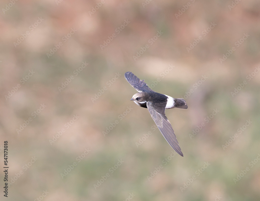 Little Swift in flight, Kruger National Park, South Africa Little Swift in flight, Kruger National Park, South Africa