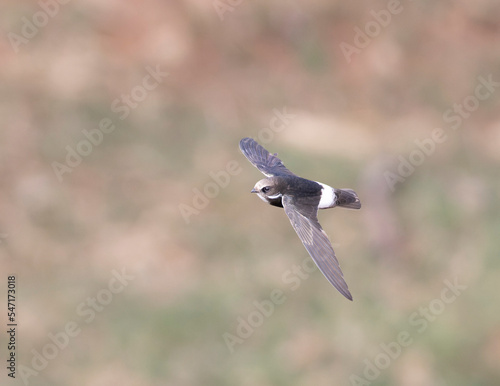 Little Swift in flight, Kruger National Park, South Africa