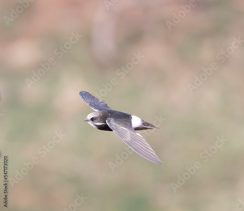 Little Swift in flight, Kruger National Park, South Africa