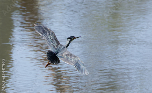 Striated Heron in Kruger National Park