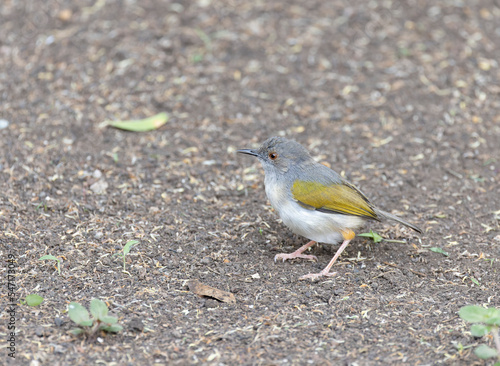 Grey Backed Camaroptera