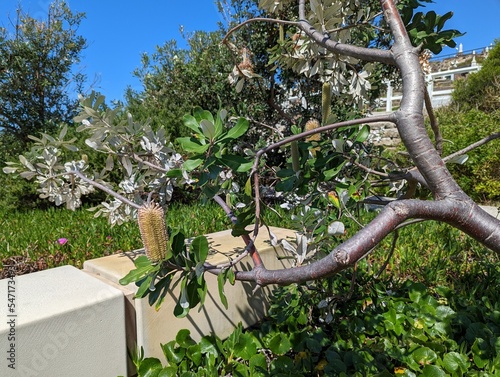 A native Australian banksia growing beside the coastal path from Bondi to Coogee in Sydney, NSW, Australia. photo