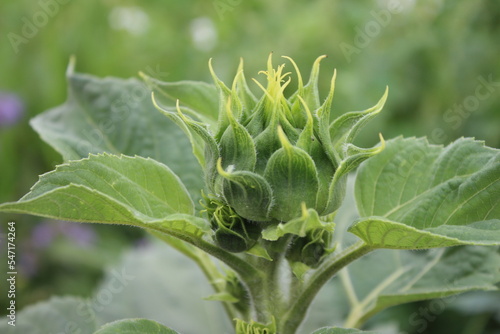 Makrofotografie von Sonnenblumenknospen. Gr  n an einem Sommertag. Landwirtschaftlicher Bereich. Blattadern in Nahaufnahme. Nat  rlichen Umgebung. Eine wundersch  ne Pflanze. Organische Flora. Ackerland-