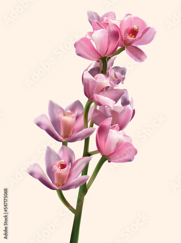 Vector orchid created with mesh gradient  vector photo wallpaper