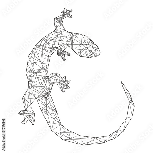 Lizard  Geometry Constellation  photo