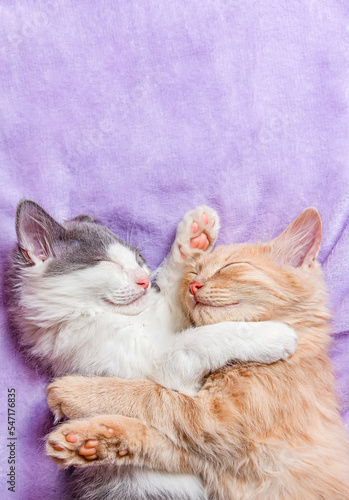Two kittens white and red are sleeping sweetly on a lilac blanket
