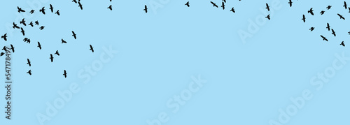 Canvas Print Banner. Blue background with black birds in flight.