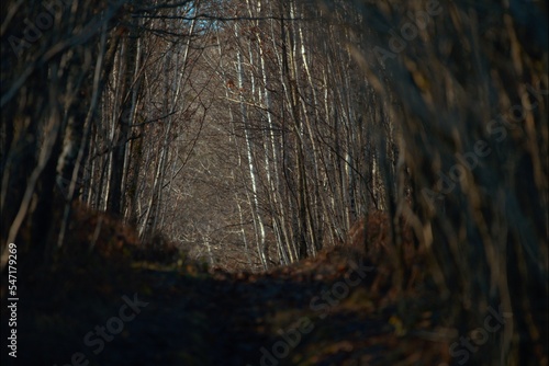 Chemin de forêt à l'automne