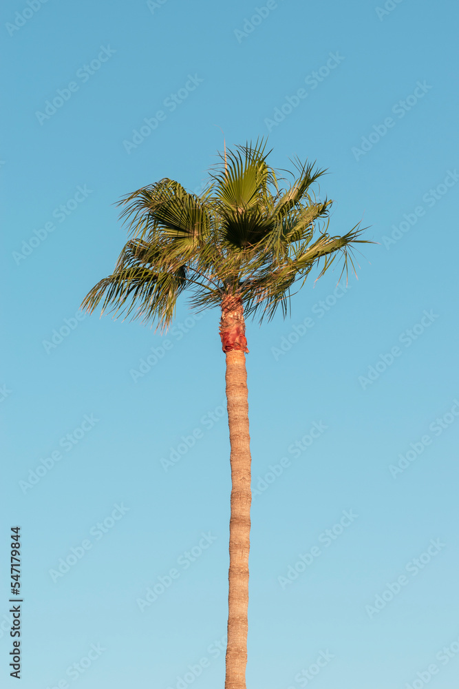 Lone palm tree in in daylight, wind blowing the palm leaves at a tropical beach, exotic travel destination and vacation concept, minimalist style Lone palm tree in in daylight, wind blowing the palm leaves at a tropical beach, exotic travel destination and vacation concept, minimalist style