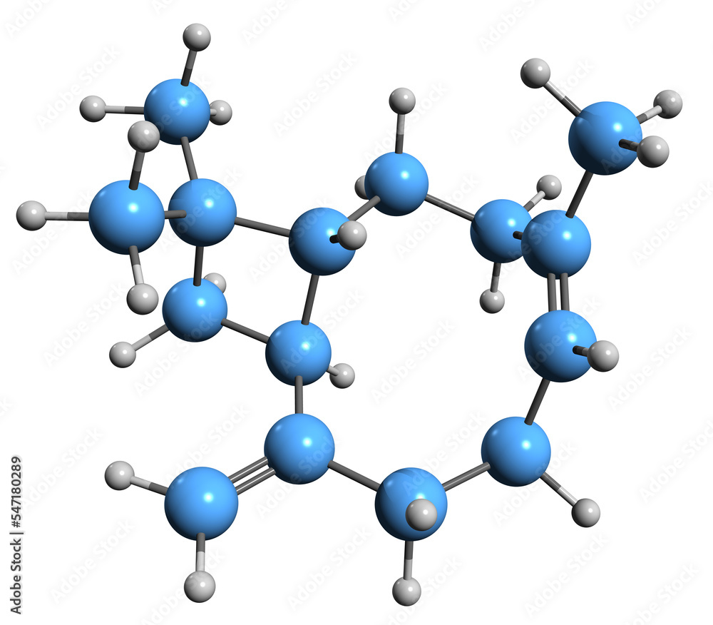 3D image of Caryophyllene skeletal formula - molecular chemical structure of bicyclic sesquiterpene BCP isolated on white background 3D image of Caryophyllene skeletal formula - molecular chemical structure of bicyclic sesquiterpene BCP isolated on white background