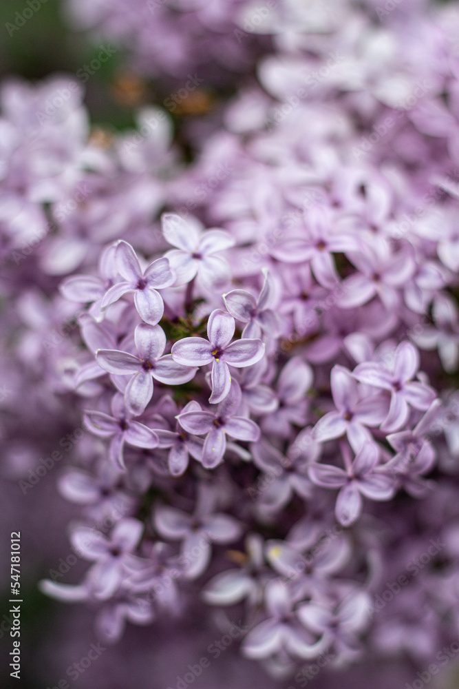close up of lilac flowers close up of lilac flowers