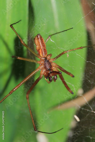 natural tetragnatha extensa spider macro photo