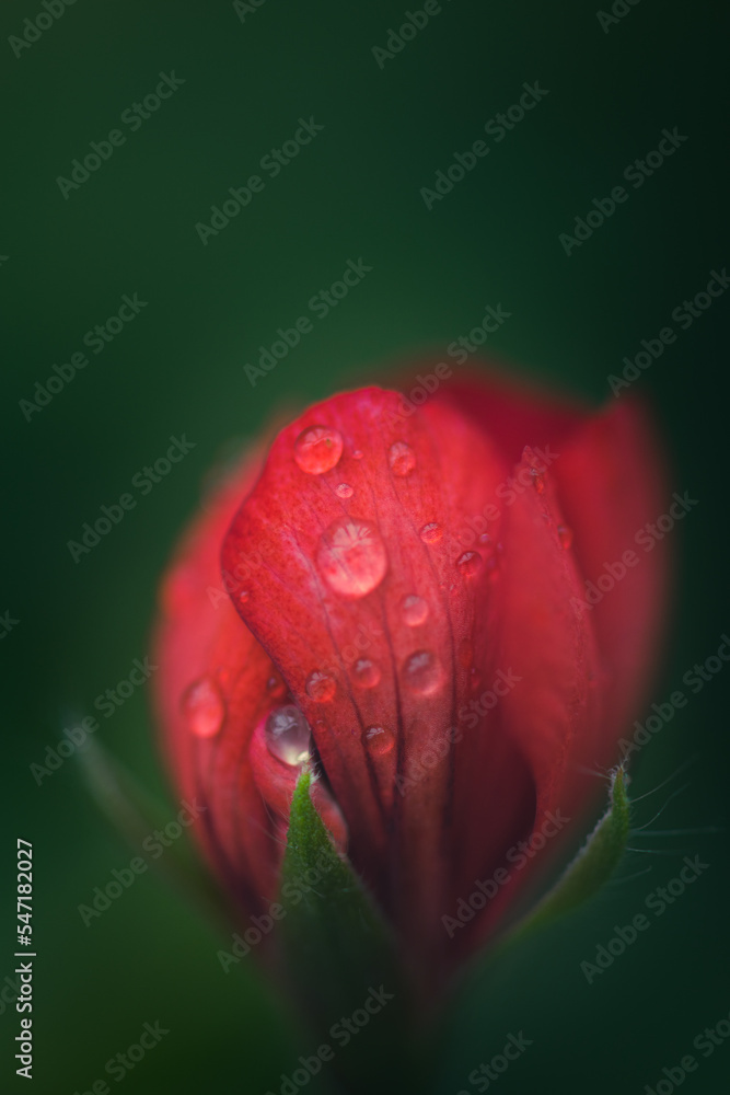 Closeup of red flower on neutral green background