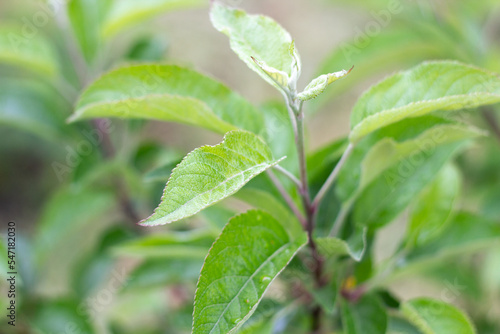 green leaves of a tree