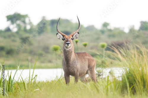 Photography Waterbuck in the Queen Elizabeth National park