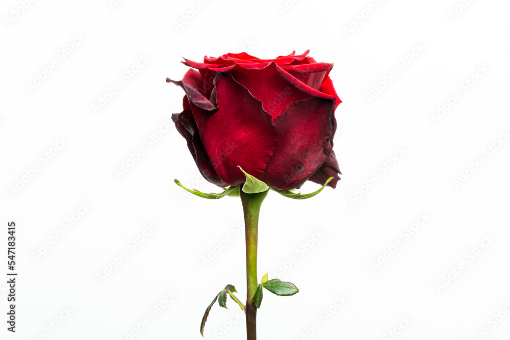 Rose éternelle sur fond blanc Rose éternelle sur fond blanc