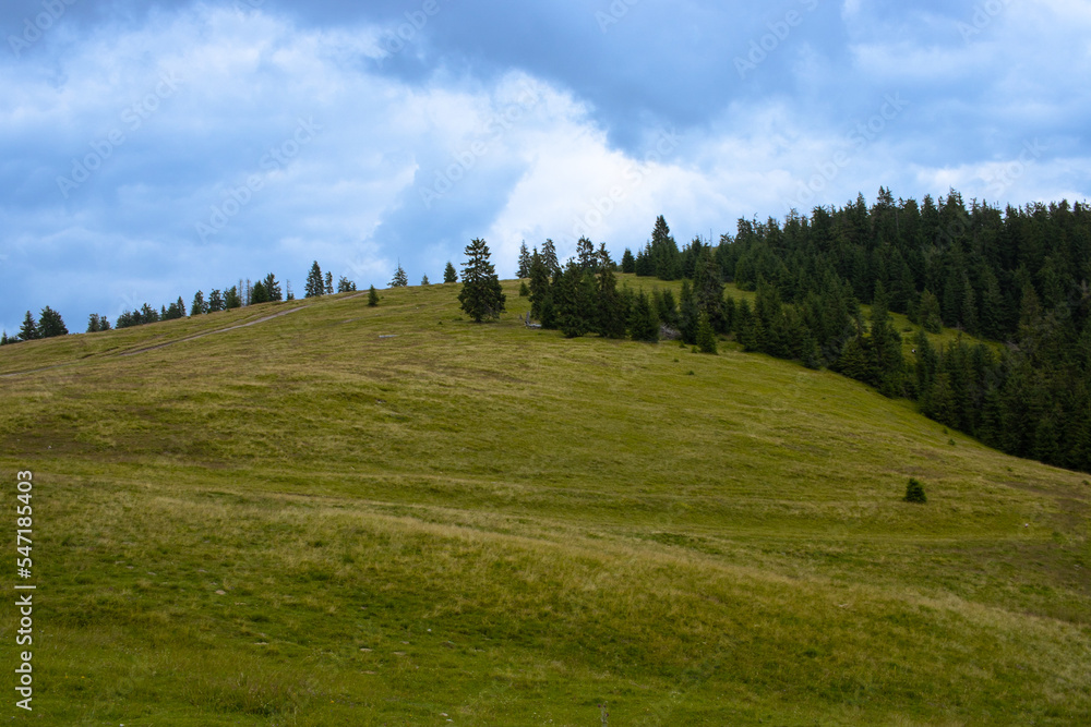  Green meadow with fir and pine trees and a cloudy sky on a summer day in the Apuseni Mountains, Padis, Bihor County, Romania