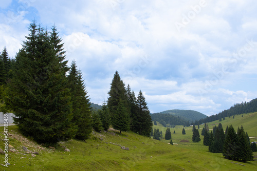 Green meadow with fir trees and a cloudy sky in the Apuseni Mountains  Padis  Bihor  Romania