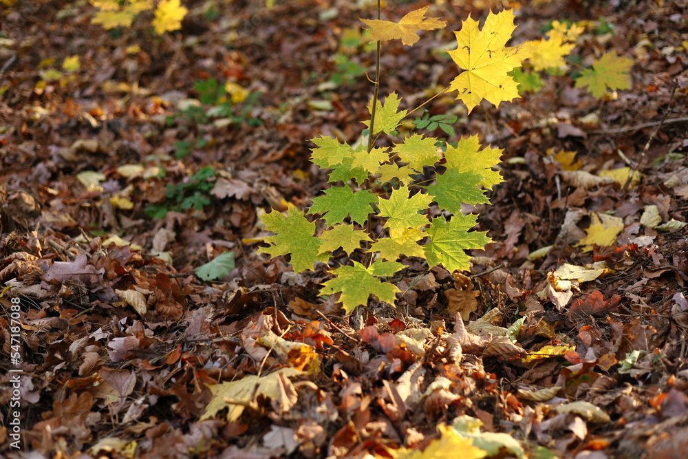 yellow green leaves in autumn forest yellow green leaves in autumn forest