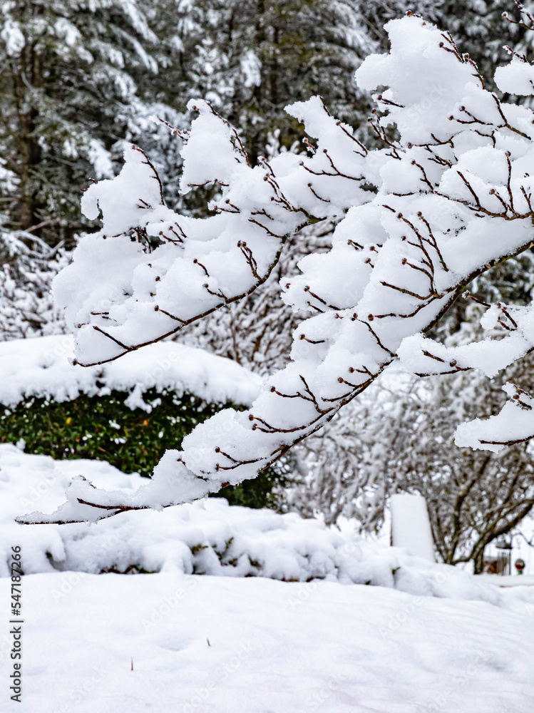 Tree branch full of very wet snow in Pisgah Forest.CR2 Tree branch full of very wet snow in Pisgah Forest.CR2