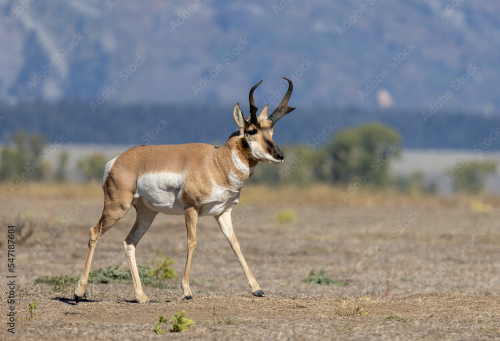 Pronghorn Antelope Buck in Autumn in Wyoming Pronghorn Antelope Buck in Autumn in Wyoming