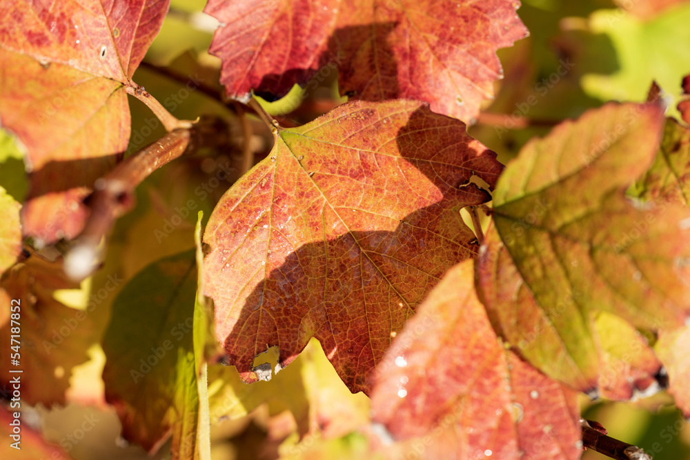 Leaves of Viburnum opulus with autumnal foliage. Closeup Leaves of Viburnum opulus with autumnal foliage. Closeup