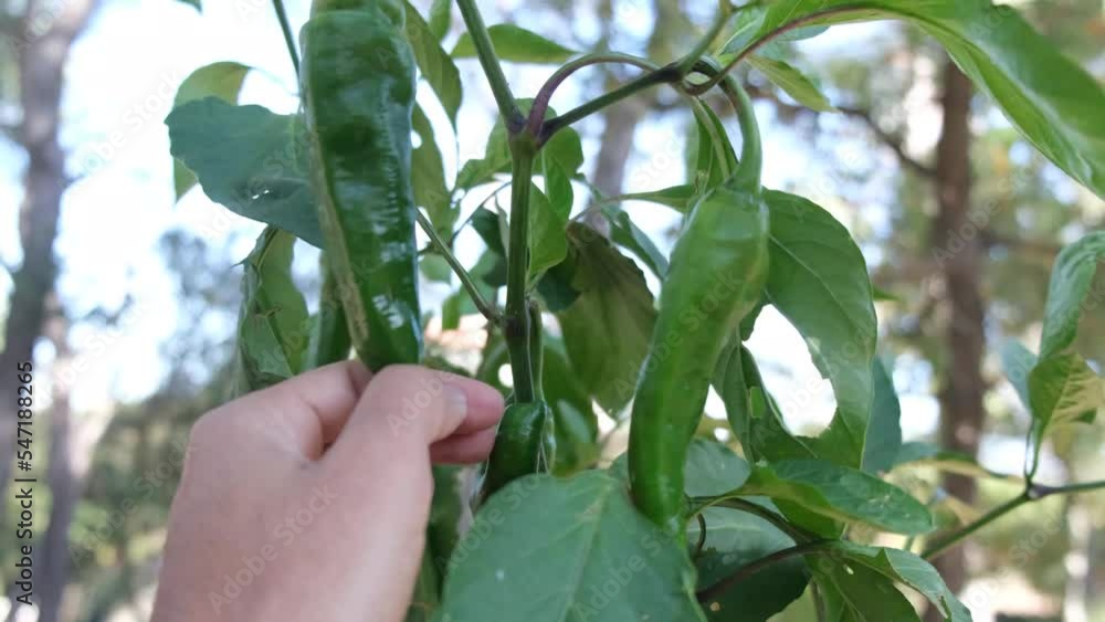 subjective point of view hand check herto food vegetables assorted vegetables fresh harvested ecological sustainability subjective point of view hand check herto food vegetables assorted vegetables fresh harvested ecological sustainability