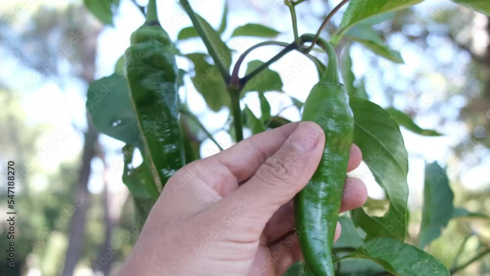 subjective point of view hand check herto food vegetables assorted vegetables fresh harvested ecological sustainability subjective point of view hand check herto food vegetables assorted vegetables fresh harvested ecological sustainability