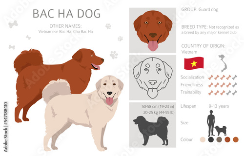 Bac Ha dog all colours clipart. Different coat colors and poses set