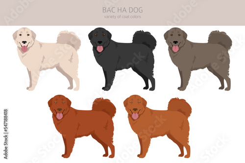 Bac Ha dog all colours clipart. Different coat colors and poses set