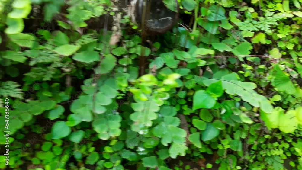 Adiantum capillus-veneris plant in the wall. Its other names Southern maidenhair fern, black maidenhair fern, maidenhair fern and venus hair fern. It is cultivated a popular garden fern and houseplant Adiantum capillus-veneris plant in the wall. Its other names Southern maidenhair fern, black maidenhair fern, maidenhair fern and venus hair fern. It is cultivated a popular garden fern and houseplant