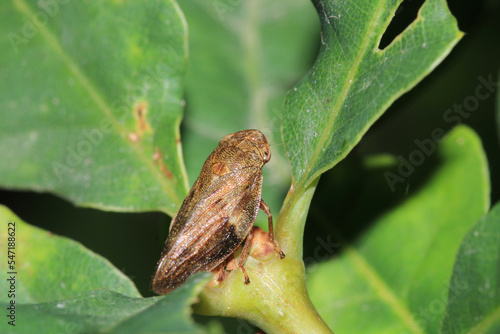 glassy winged sharpshooter insect macro photography