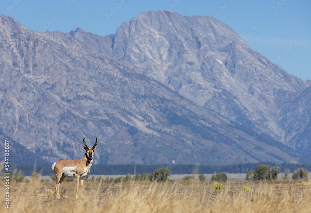 Fototapeta premium Pronghorn Antelope Buck in Autumn in Wyoming