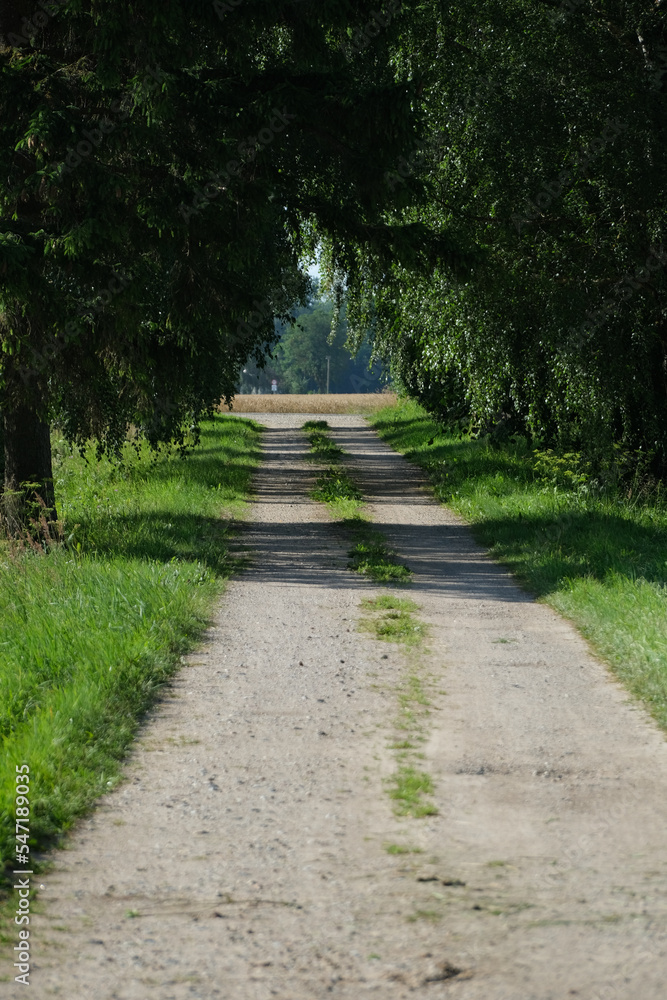 Dirt road in forest surrounded by green bushes and trees