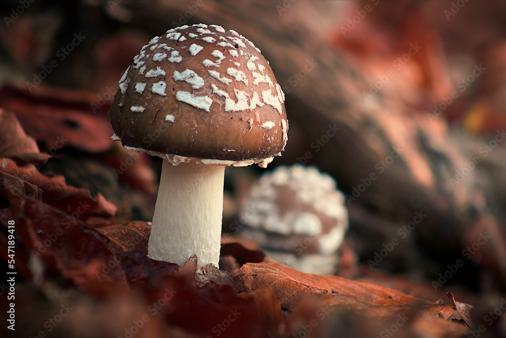 Amanita regalis Amanita regalis