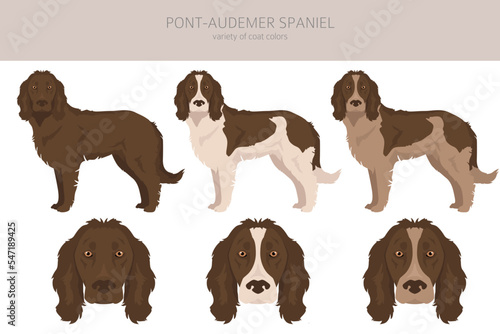 Fototapeta Naklejka Na Ścianę i Meble -  Pont-Audemer Spaniel  clipart. All coat colors set.  All dog breeds characteristics infographic