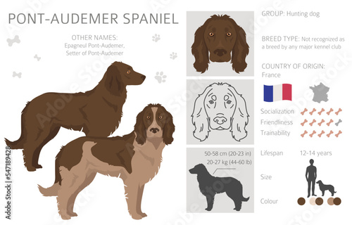 Pont-Audemer Spaniel  clipart. All coat colors set.  All dog breeds characteristics infographic