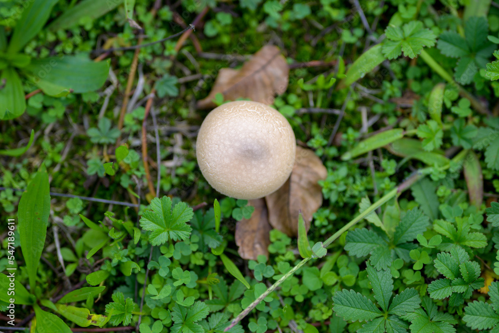 One mushroom standing alone in the grass One mushroom standing alone in the grass