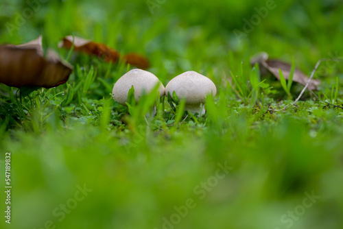 Two mushrooms standing alone in the grass