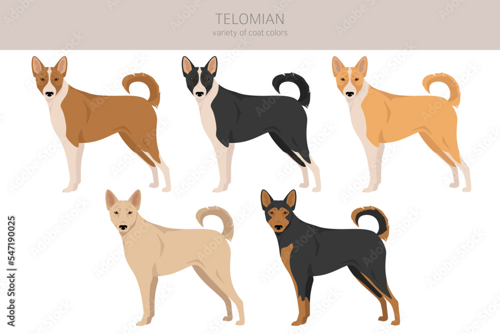 Telomian dog clipart. All coat colors set.  All dog breeds characteristics infographic
