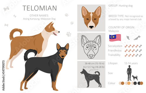 Telomian dog clipart. All coat colors set.  All dog breeds characteristics infographic