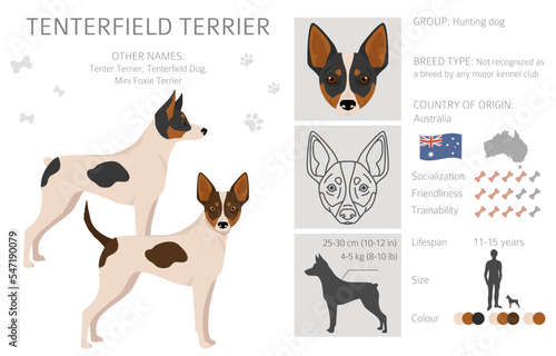 Tenterfield Terrier clipart. All coat colors set. All dog breeds characteristics infographic