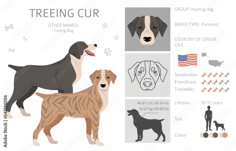 Treeing Cur clipart. All coat colors set.  All dog breeds characteristics infographic