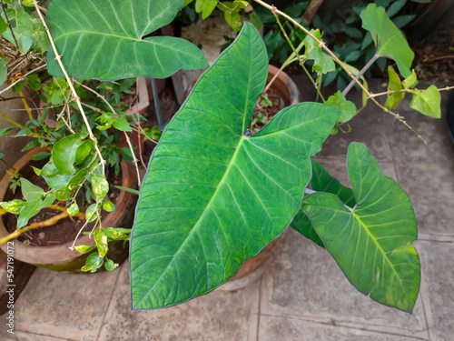 Green colocasia esculenta or taro plants in garden Taro is a perennial plant and its leaves and tubers are considered edible. Taro is considered a medicinal plant.