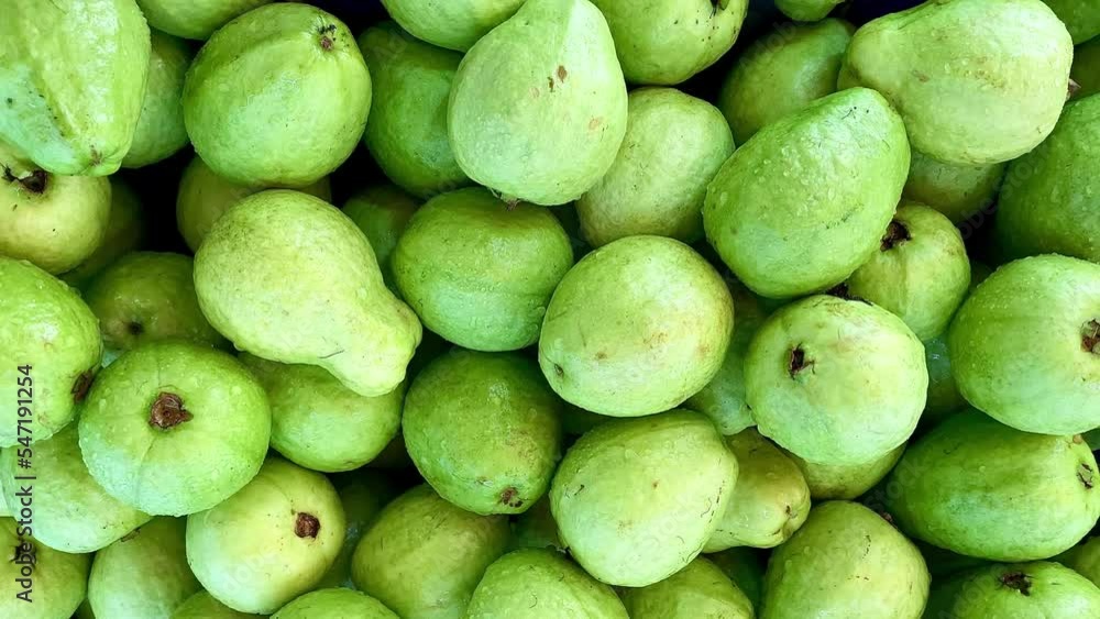 Picking guavas at the market. Concept of healthy life, agriculture life or buying fruits. Picking guavas at the market. Concept of healthy life, agriculture life or buying fruits.