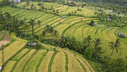 Bali  Indonesia - November 13  2022  The Bali Terrace Rice Fields
